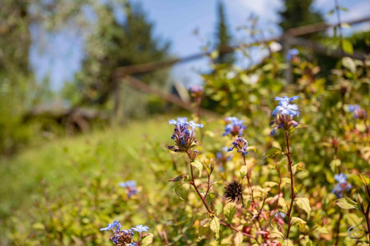Terre Di Melazzano - Le Case Di Chiara Greve in Chianti Dış mekan fotoğraf